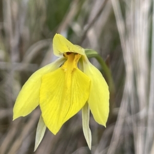 Diuris subalpina at Mount Clear, ACT - suppressed