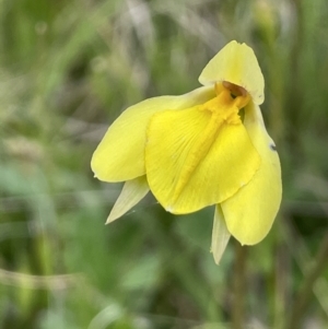 Diuris subalpina at Mount Clear, ACT - suppressed