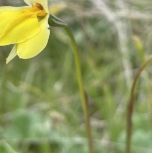 Diuris subalpina at Mount Clear, ACT - suppressed