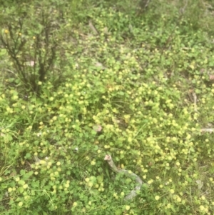 Hydrocotyle laxiflora at Kambah, ACT - 11 Nov 2022