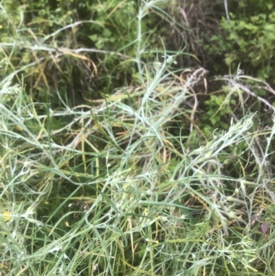 Senecio quadridentatus (Cotton Fireweed) at Kambah, ACT - 11 Nov 2022 by Lovey