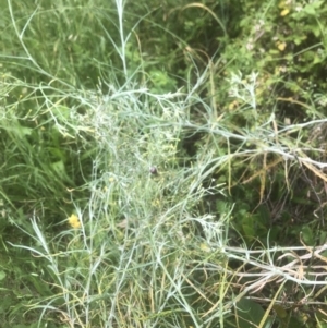 Senecio quadridentatus at Kambah, ACT - 11 Nov 2022