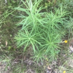 Cassinia longifolia (Shiny Cassinia, Cauliflower Bush) at Mount Taylor - 11 Nov 2022 by Lovey