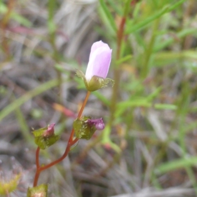 Drosera auriculata (Tall Sundew) at Isaacs Ridge - 28 Mar 2003 by Mike