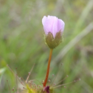 Drosera auriculata at Jerrabomberra, ACT - 28 Mar 2003