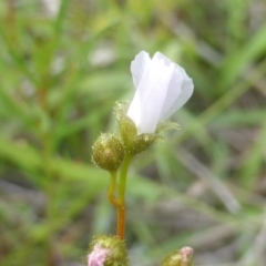 Drosera gunniana (Pale Sundew) at Isaacs Ridge - 28 Mar 2003 by Mike