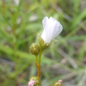 Drosera gunniana at Jerrabomberra, ACT - 28 Mar 2003