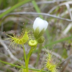 Drosera gunniana at Jerrabomberra, ACT - 28 Mar 2003