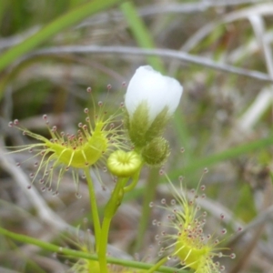 Drosera gunniana at Jerrabomberra, ACT - 28 Mar 2003