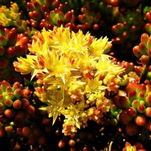 Sedum pachyphyllum at suppressed - suppressed