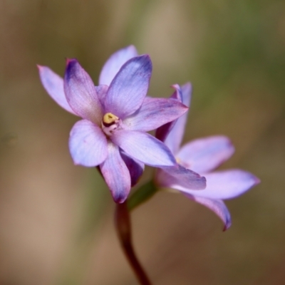 Thelymitra media (Tall Sun Orchid) at Moruya, NSW - 11 Nov 2022 by LisaH