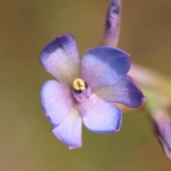 Thelymitra media (Tall Sun Orchid) at Moruya, NSW - 11 Nov 2022 by LisaH