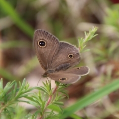 Ypthima arctous (Dusky Knight) at Moruya, NSW - 10 Nov 2022 by LisaH