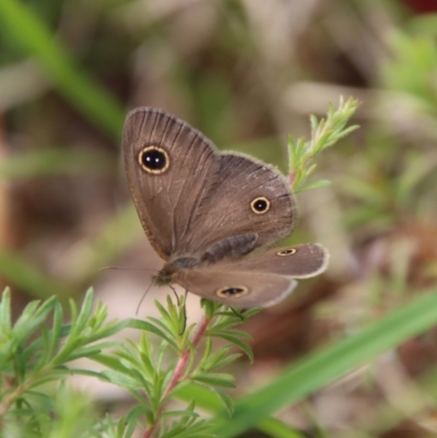 Ypthima arctous (Dusky Knight) at Moruya, NSW - 10 Nov 2022 by LisaH