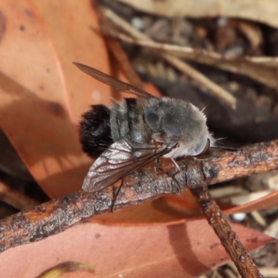 Meomyia sericans (Black & Grey true Bee Fly) by LisaH
