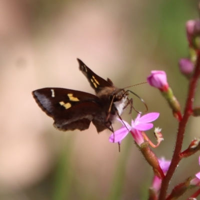 Toxidia doubledayi (Lilac Grass-skipper) at Moruya, NSW - 11 Nov 2022 by LisaH