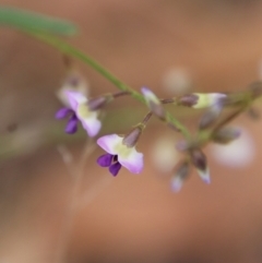 Glycine clandestina (Twining Glycine) at Moruya, NSW - 10 Nov 2022 by LisaH