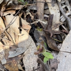 Chiloglottis valida (Large Bird Orchid) at Cotter River, ACT - 10 Nov 2022 by chromo