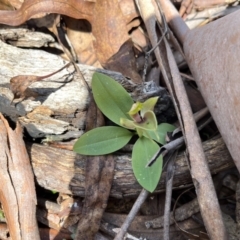 Chiloglottis valida (Large Bird Orchid) at Namadgi National Park - 10 Nov 2022 by chromo