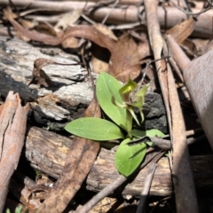 Chiloglottis valida at Cotter River, ACT - suppressed