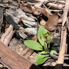 Chiloglottis valida at Cotter River, ACT - suppressed