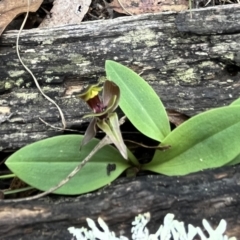 Chiloglottis valida (Large Bird Orchid) at Namadgi National Park - 10 Nov 2022 by chromo