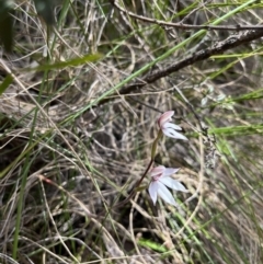 Caladenia alpina at Cotter River, ACT - 10 Nov 2022