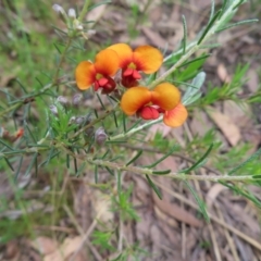 Dillwynia sericea (Egg And Bacon Peas) at Stromlo, ACT - 10 Nov 2022 by MatthewFrawley