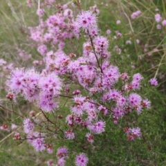 Kunzea parvifolia (Violet Kunzea) at Stromlo, ACT - 11 Nov 2022 by MatthewFrawley