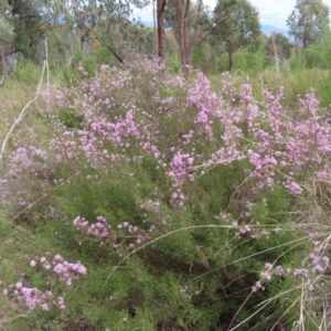 Kunzea parvifolia at Stromlo, ACT - 11 Nov 2022 09:48 AM