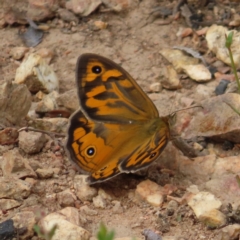 Heteronympha merope (Common Brown Butterfly) at Stromlo, ACT - 11 Nov 2022 by MatthewFrawley