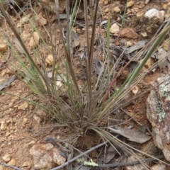 Austrostipa densiflora at Stromlo, ACT - 11 Nov 2022