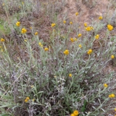 Chrysocephalum apiculatum (Common Everlasting) at Stromlo, ACT - 10 Nov 2022 by MatthewFrawley