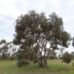 Eucalyptus nortonii (Mealy Bundy) at Stromlo, ACT - 11 Nov 2022 by MatthewFrawley