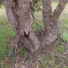 Eucalyptus nortonii at West Stromlo - 11 Nov 2022