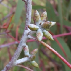 Eucalyptus nortonii at West Stromlo - 11 Nov 2022