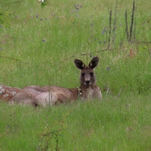 Macropus giganteus at Stromlo, ACT - 11 Nov 2022 10:26 AM