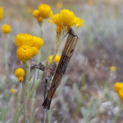 Lepidoscia arctiella (Tower Case Moth) at West Stromlo - 10 Nov 2022 by MatthewFrawley