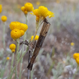 Lepidoscia arctiella at Stromlo, ACT - 11 Nov 2022