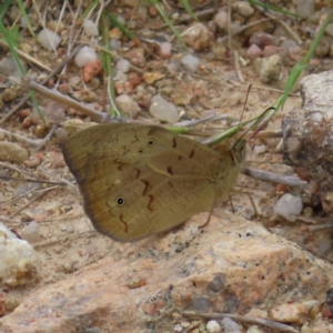 Heteronympha merope at Stromlo, ACT - 11 Nov 2022 10:29 AM