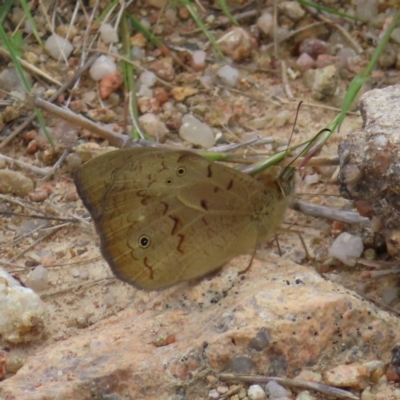 Heteronympha merope (Common Brown Butterfly) at West Stromlo - 10 Nov 2022 by MatthewFrawley