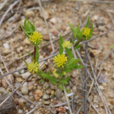 Triptilodiscus pygmaeus (Annual Daisy) at Stromlo, ACT - 10 Nov 2022 by MatthewFrawley