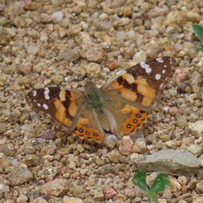 Vanessa kershawi (Australian Painted Lady) at Stromlo, ACT - 10 Nov 2022 by MatthewFrawley