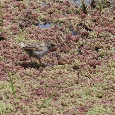 Poodytes gramineus (Little Grassbird) at Fyshwick, ACT - 30 Oct 2022 by richardm