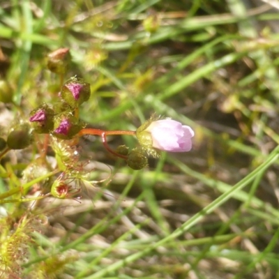 Drosera auriculata (Tall Sundew) at Hume, ACT - 11 Nov 2022 by Mike
