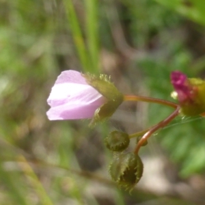 Drosera auriculata at Hume, ACT - 11 Nov 2022