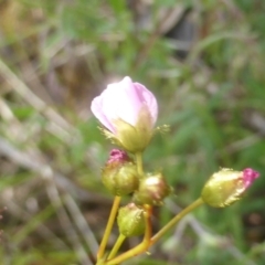 Drosera auriculata at Hume, ACT - 11 Nov 2022