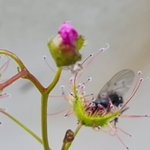 Drosera auriculata at Hume, ACT - 11 Nov 2022