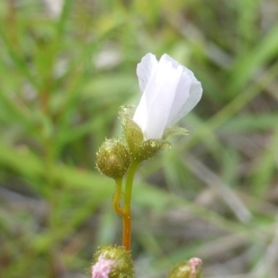 Drosera gunniana (Pale Sundew) at Jerrabomberra, ACT - 28 Mar 2003 by Mike