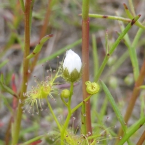 Drosera gunniana at Jerrabomberra, ACT - 28 Mar 2003